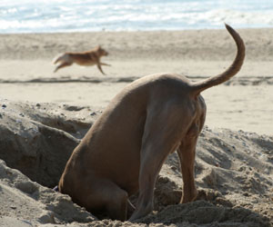 burying3.jpg