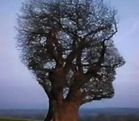 Healthy Brain