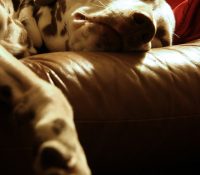 sleep