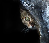 Overcoming Shyness