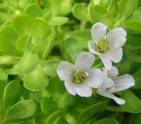 Brahmi - ayurvedic brain tonic