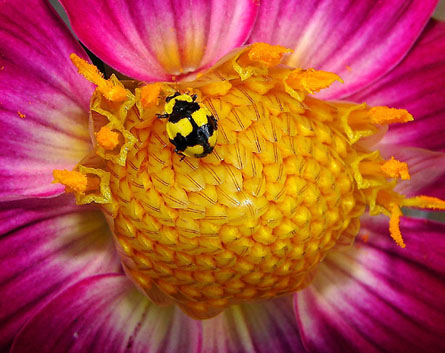 flower-and-bug.jpg